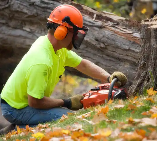 tree services Cayuga Heights